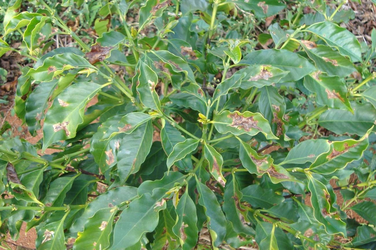 Bicho-mineiro: um dos gargalos da produção cafeeira