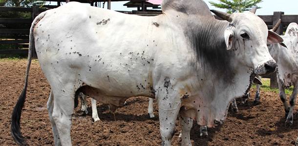 Diagnóstico errôneo de produtores compromete saúde de bovinos