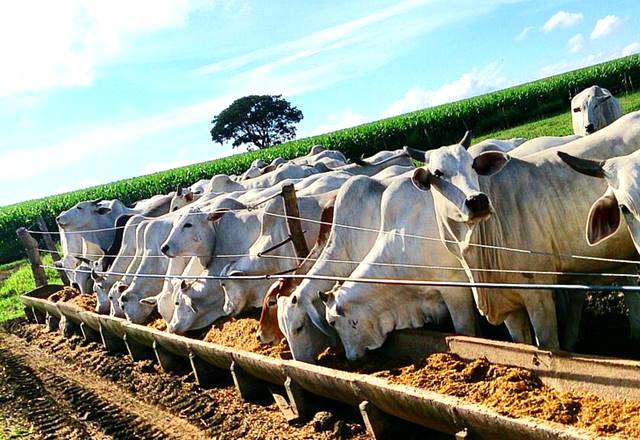 Palha beneficiada auxilia na alimentação do gado