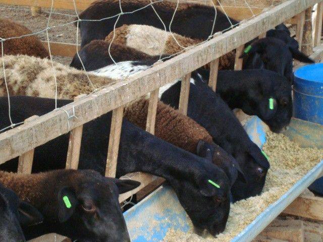 A suplementação de caprinos e ovinos