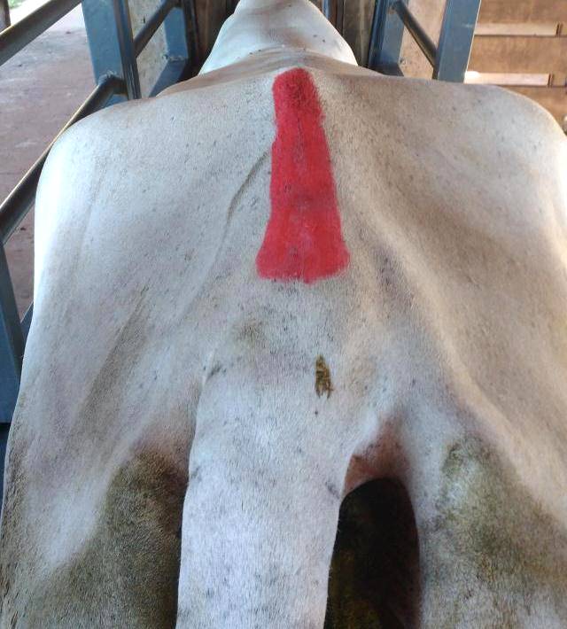Bastões marcadores auxiliam no processo de inseminação artificial em vacas