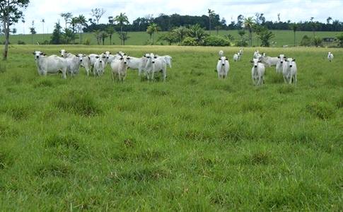 Cresce investimentos em pastagens perenes