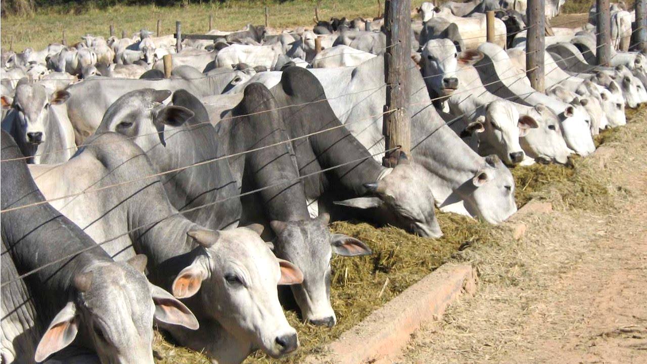 Eficiência alimentar de gados de corte