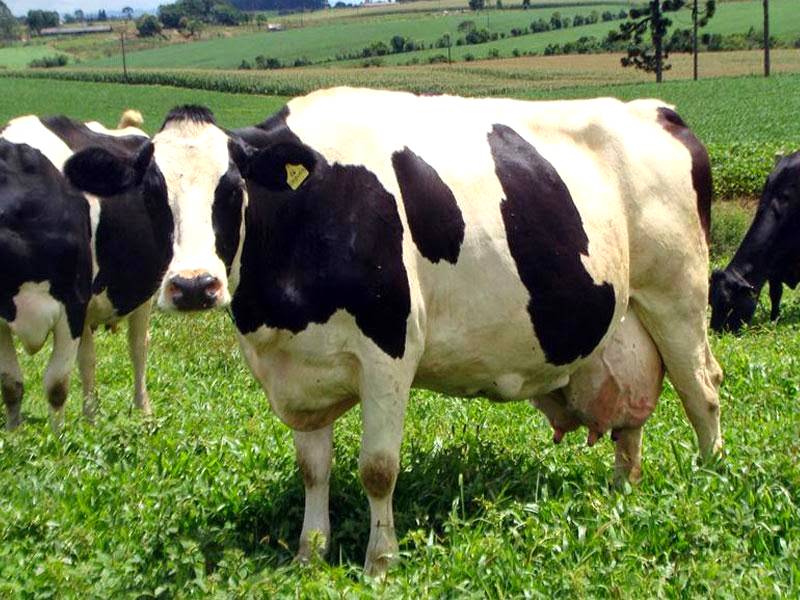 Melhoramento genético gado leiteiro