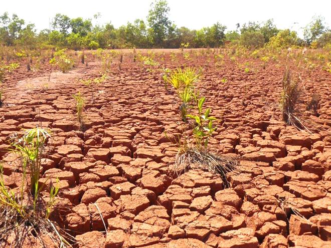 Recuperação de áreas degradadas - Dicas fundamentais para um novo plantio