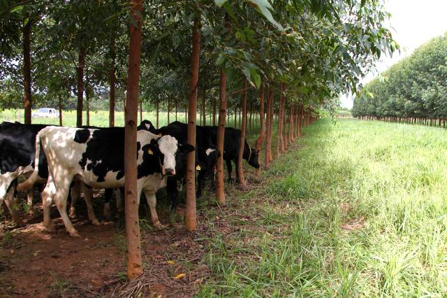 Sistemas silvipastoris é a tendência para o futuro