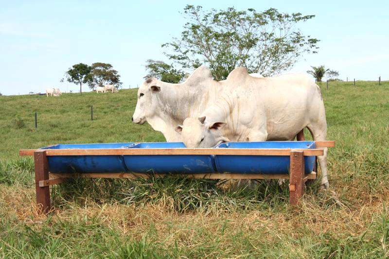 A suplementação para bovinos de corte