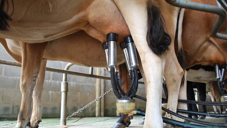 Como evitar a mastite na produção leiteira