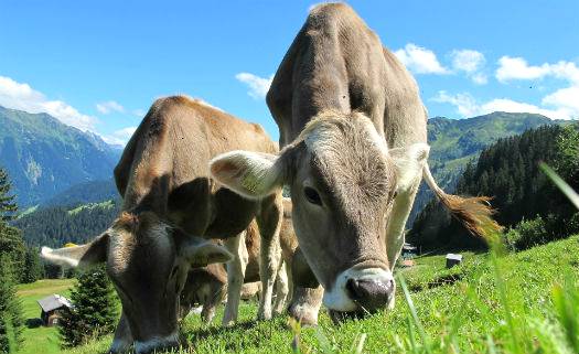 Conforto animal já é um dos principais temas na criação bovina