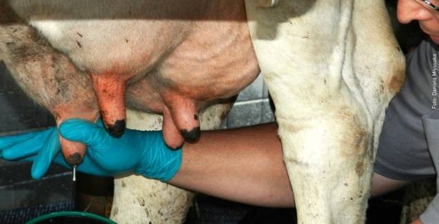 Mastite bovina vem gerando inúmeros prejuízos na produção leiteira