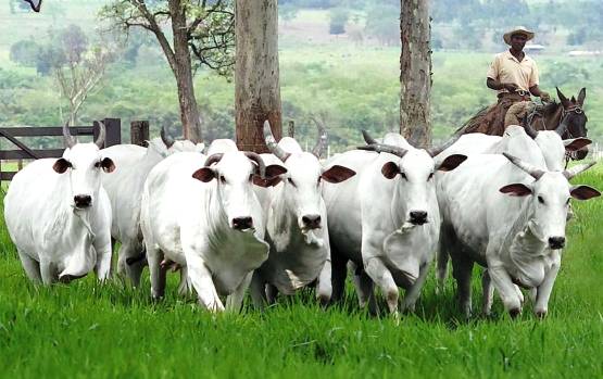 Mato Grosso começa a vacinar rebanhos contra a Febre aftosa