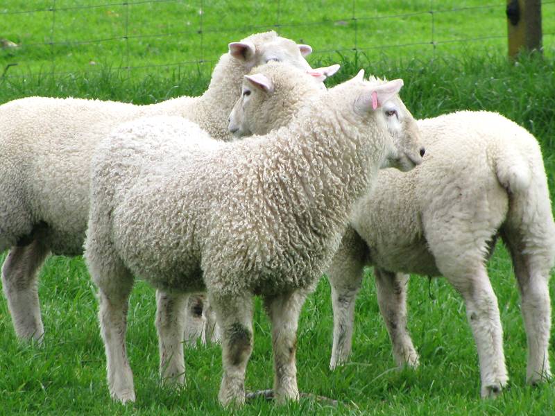 O manejo reprodutivo de ovinos