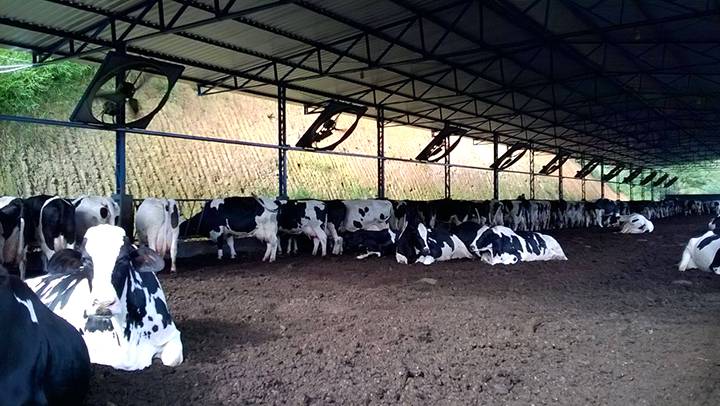 A tecnologia contra o estresse térmico na produção do bovino leiteiro