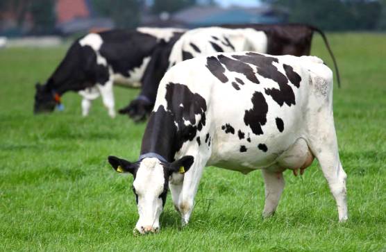 As etapas principais do manejo do gado leiteiro