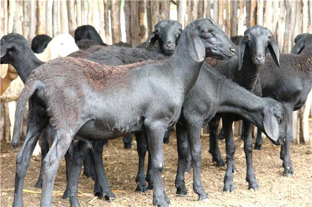 Cuidados com os cascos dos ovinos e caprinos