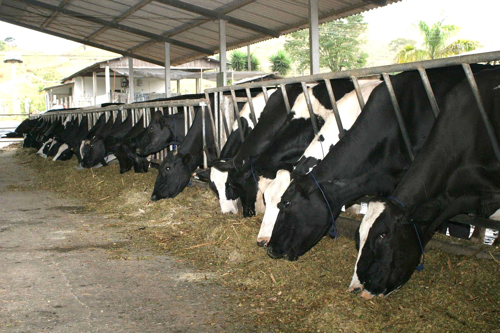 Forragens de inverno garantem a produtividade do gado leiteiro