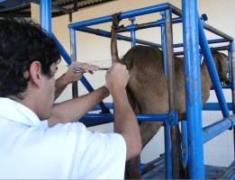 Inseminação artificial de ovinos e caprinos