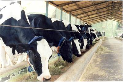 Manejo nutricional de vacas leiteiras