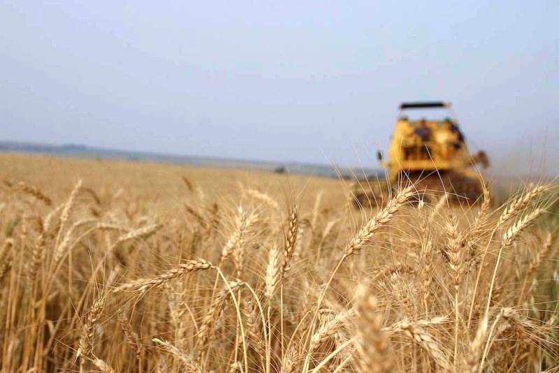 O papel do trigo na agricultura brasileira