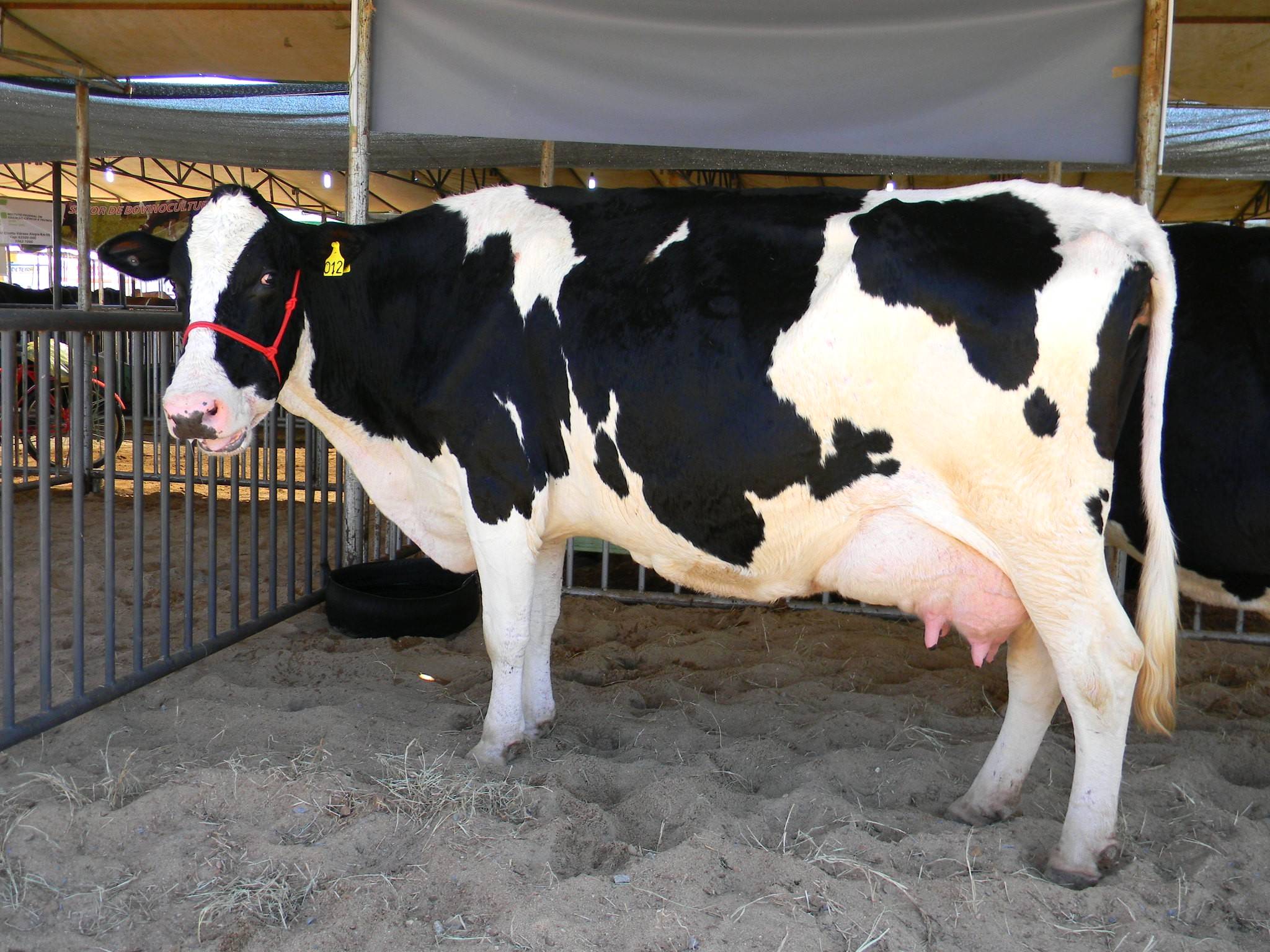 Estresse térmico em vacas leiteiras e a produtividade