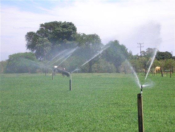 Irrigação de pastagem em períodos secos é opção de produtores bovinos