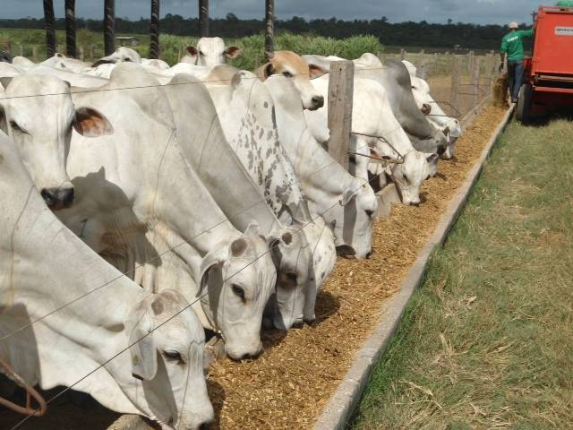 Saiba o que são os volumosos e concentrados na nutrição do rebanho bovino