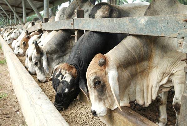 Silagem com feijão é excelente opção para nutrição do gado