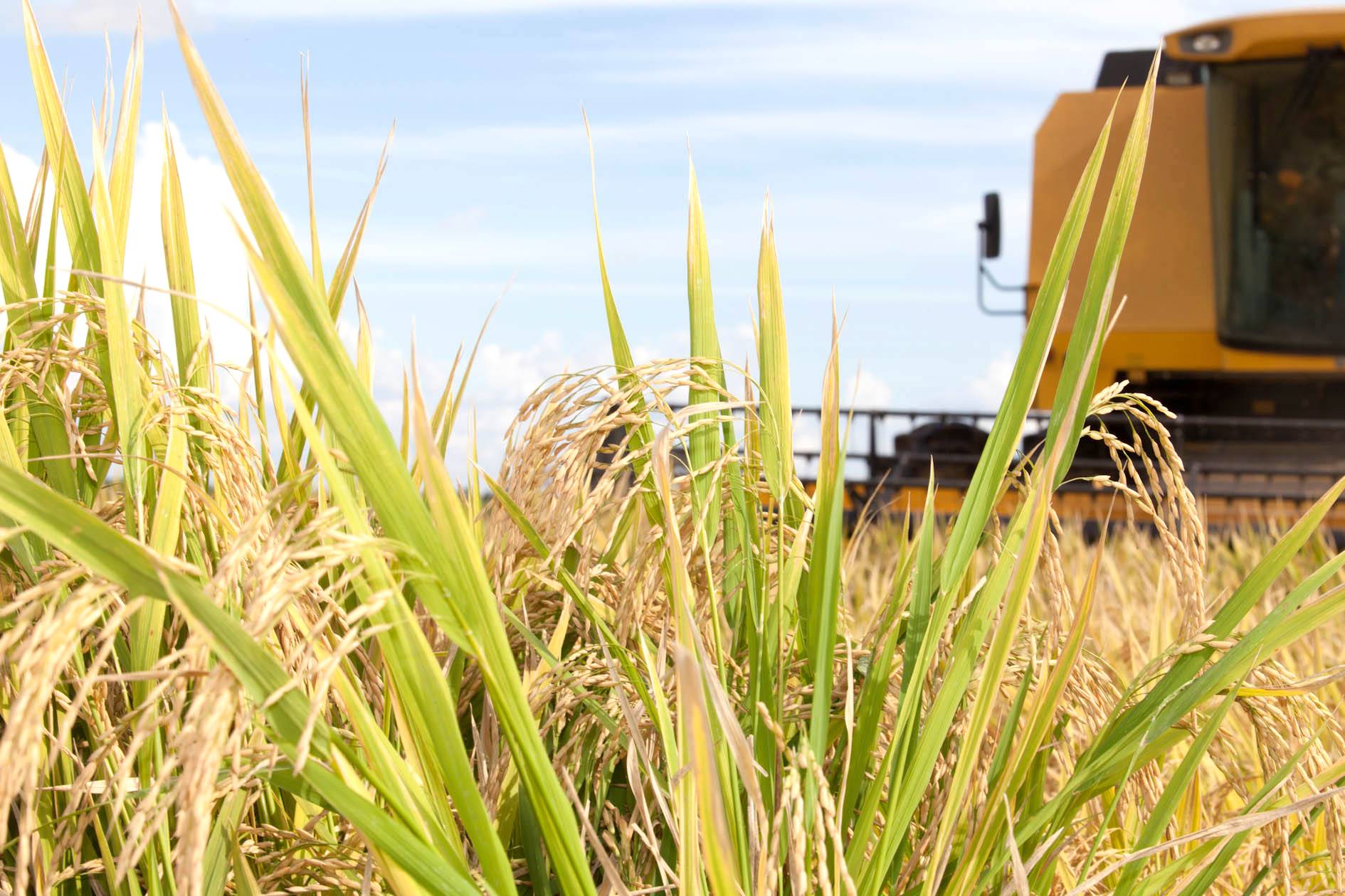 Técnica de irrigação sustentável aumenta produção de arroz