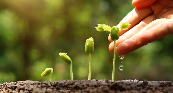 A água na medida certa: projeto de irrigação