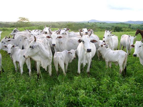 Nutrigenômica: entenda sobre esta revolução na nutrição animal