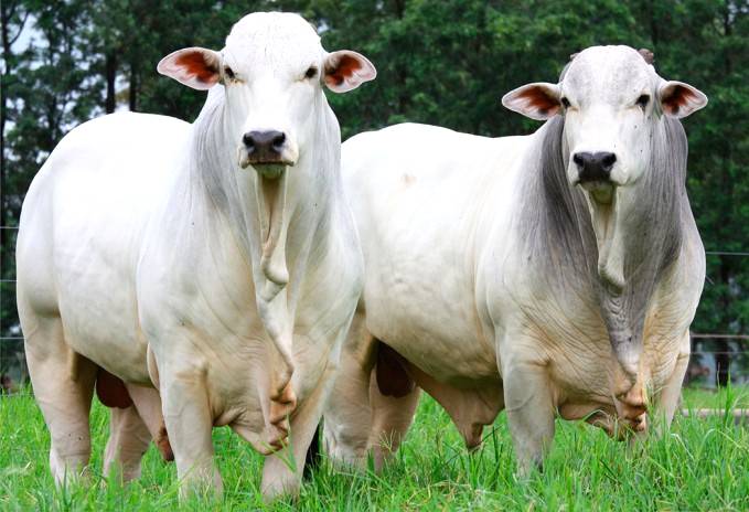 Por que investir em manejo sanitário, na criação bovina?