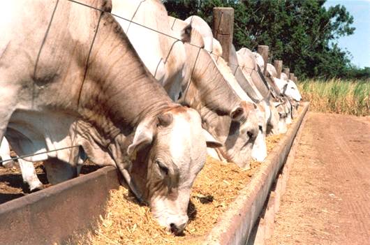 Qualidade da carne bovina pode ser aprimorada