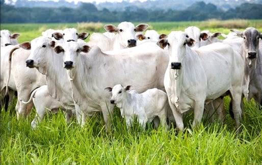 Suplementação bovina é alternativa em períodos de forragem de baixa qualidade
