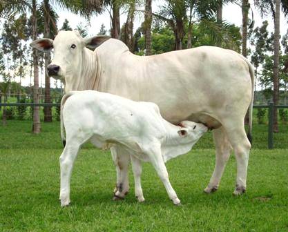 A importância do período de secagem para a produção leiteira