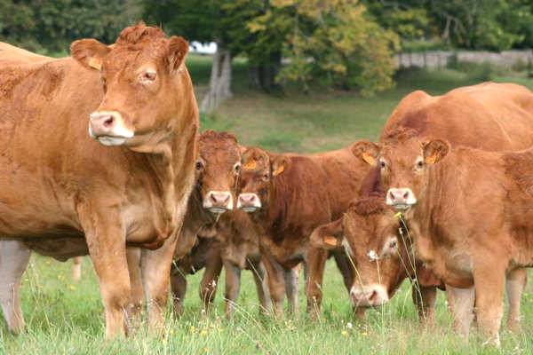 Ações eficazes de manejo podem evitar as doenças respiratórias em bovinos