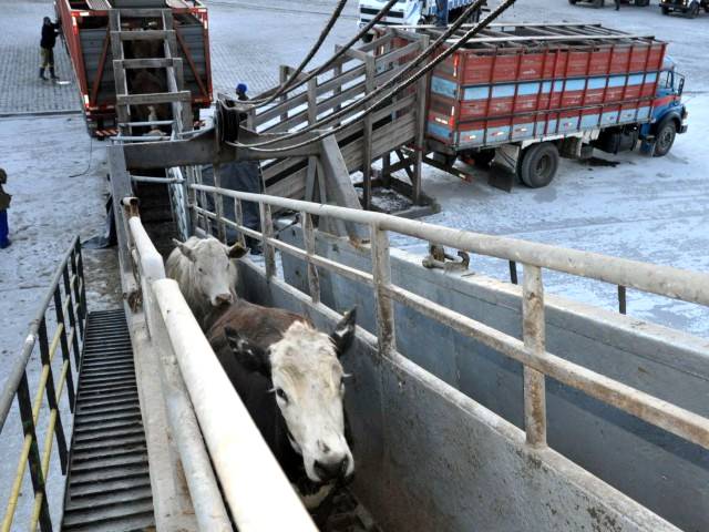 Boas práticas da criação bovina também estão no transporte marítimo