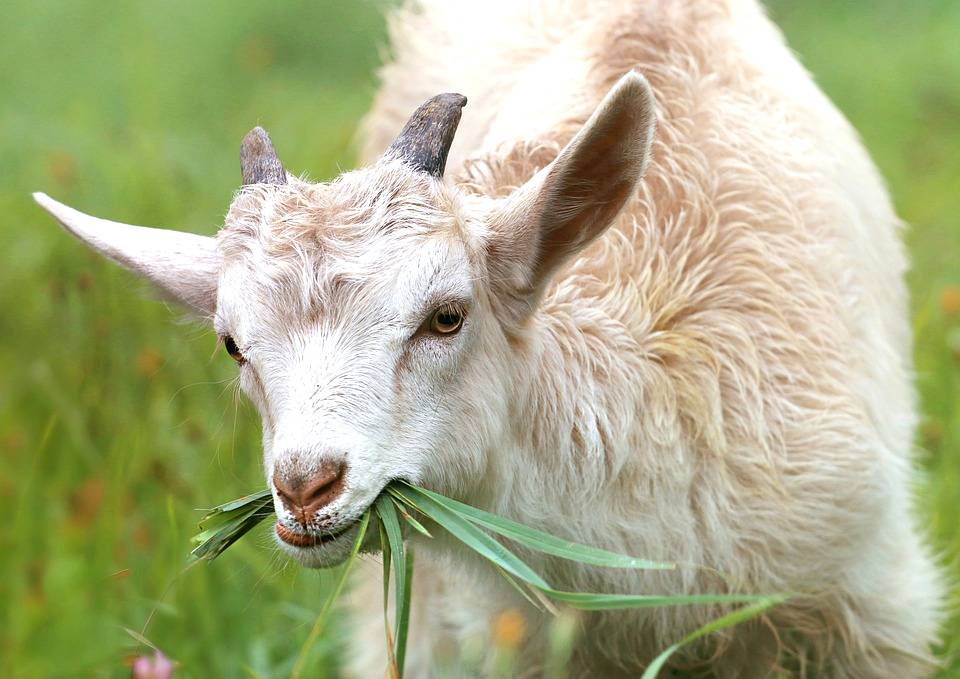 Por que investir na criação de cabras leiteiras