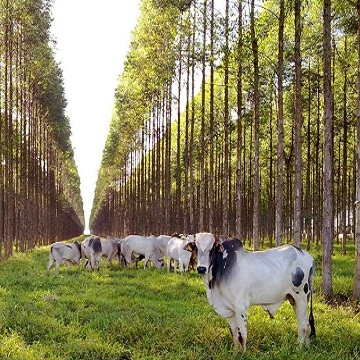 sistema de integração lavoura-pecuária-floresta