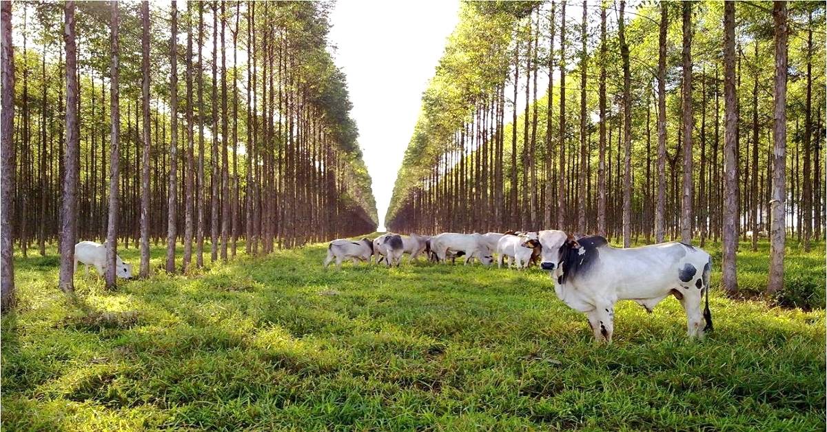 Sistema de integração lavoura-pecuária-floresta (ILPF)