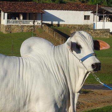 Hemorragia pós castração