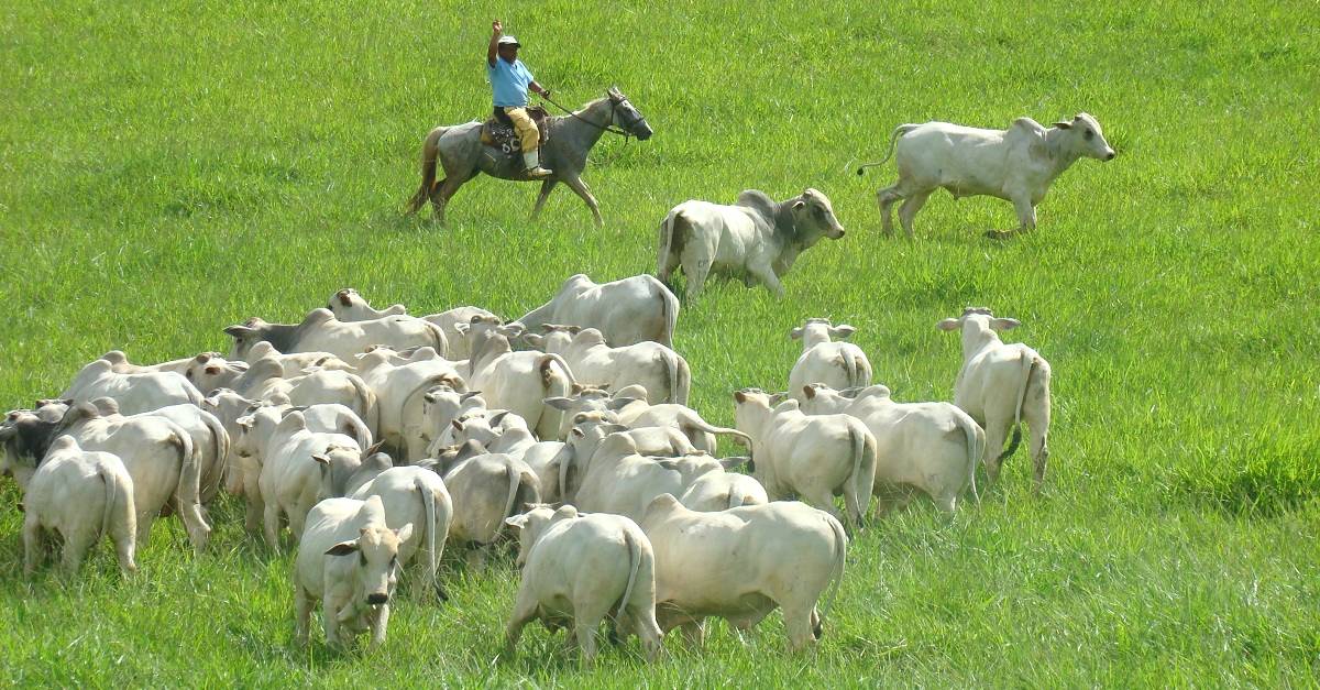 Pecuária intensiva X extensiva para gado de corte: Quais são as diferenças?