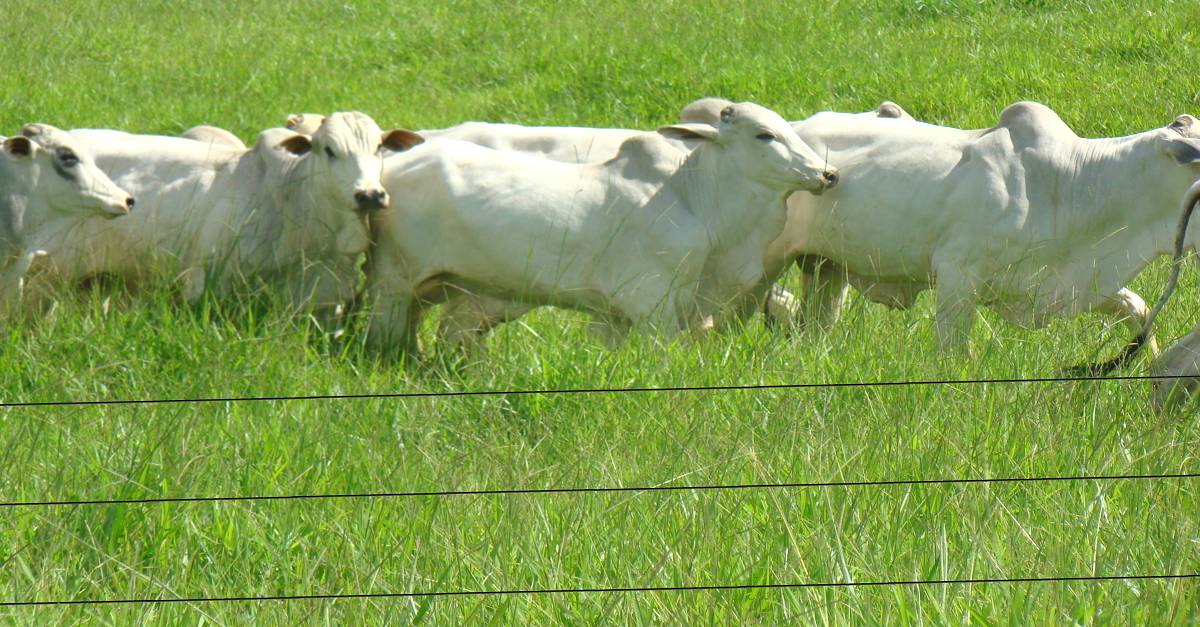 Cercas elétricas: Uma opção para delimitar áreas destinadas à produção agropecuária!