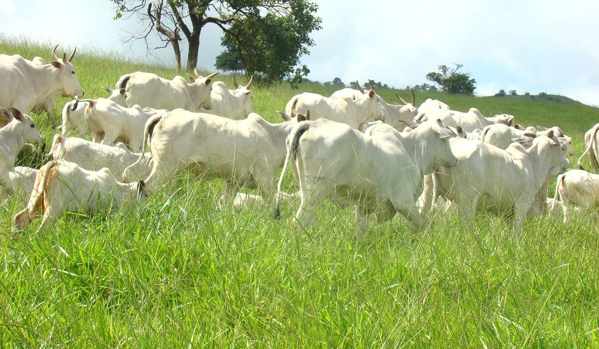 Mercado de genética bovina registra crescimento de 20% na venda de sêmen de gado de corte