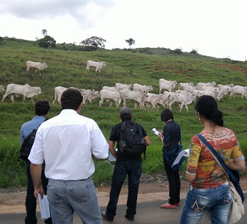 gado de corte