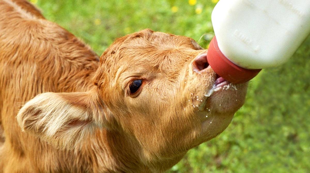 Bezerros de corte:  3 dicas fundamentais  para o manejo nos primeiros dias