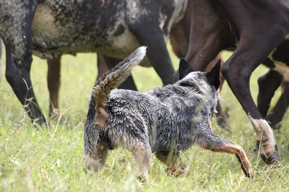 Cães de pastoreio: como eles podem ajudar no manejo do rebanho?
