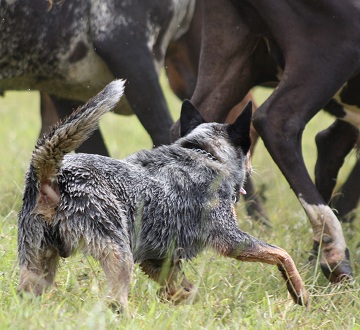 cães de pastoreio 