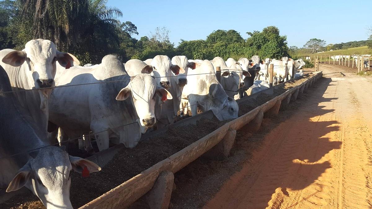 Higienização das instalações bovinas: Animais sadios e livres de doenças!