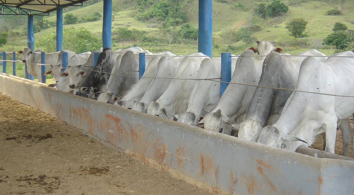 Uréia na alimentação: sinal de alerta para a intoxicação bovina!