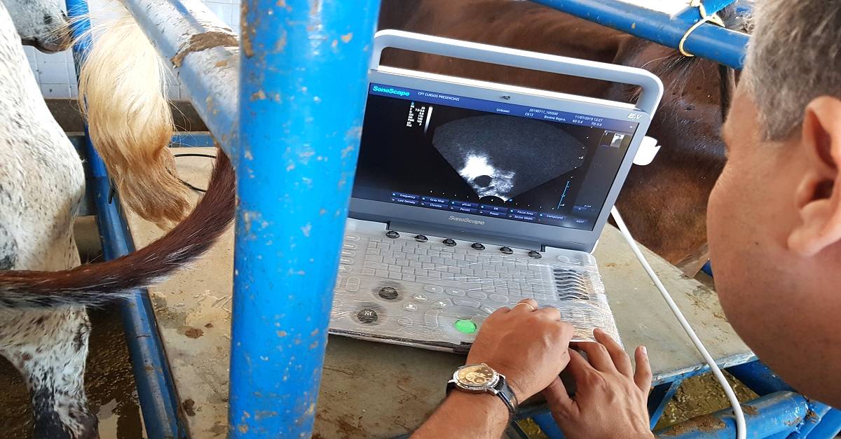 A ultrassonografia veterinária no manejo reprodutivo de gado de leite